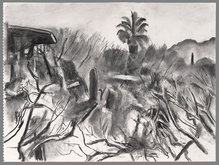 Tree Tangles - Palo Verde and Mesquite I